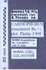 Etiketten zu Cardiophorus stussineri (Buysson, 1913) (NHMW-ZOO-COL-0007036)